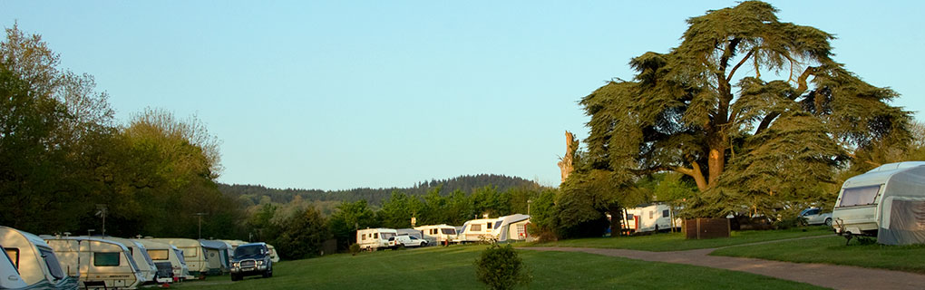 Seasonal pitches and the old cedar tree, with Haldon Forest in the background